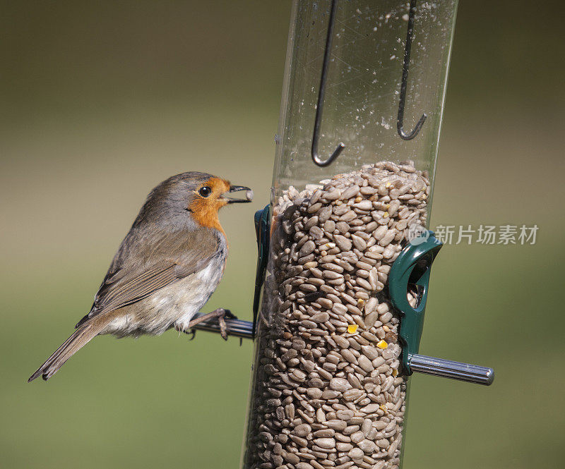 欧洲知更鸟，Erithacus rubecula，喙中有种子